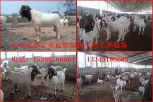 選購(gòu)優(yōu)質(zhì)種羊，助力畜牧業(yè)發(fā)展——山東畜牧局種羊場(chǎng)銷售服務(wù)介紹