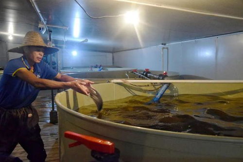 汽車(chē)裝飾品轉(zhuǎn)型水產(chǎn)養(yǎng)殖 一條魚(yú)的飼料新機(jī)遇與市場(chǎng)潛力