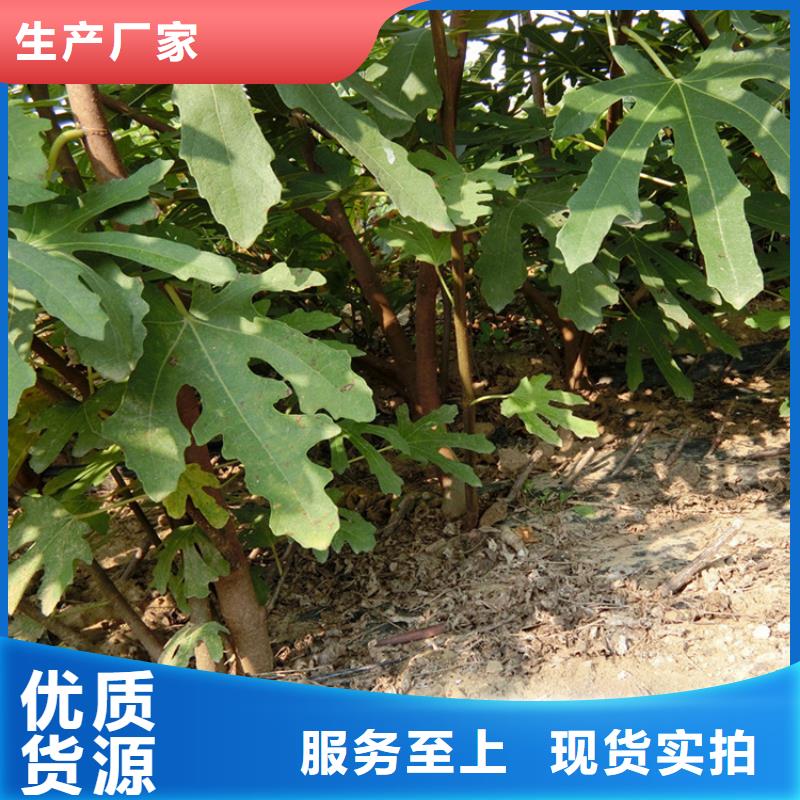 源頭廠家直供，無花果桃樹苗支持來圖定制，網絡銷售開啟新篇章